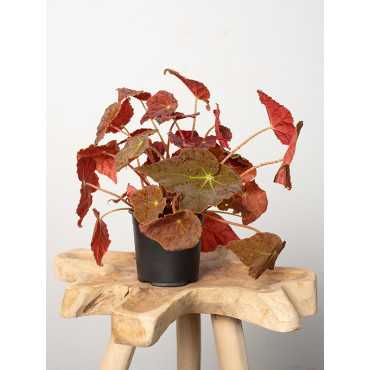 Begonia 'Autumn Ember'