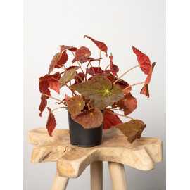 Begonia 'Autumn Ember'
