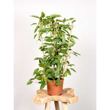 Aktinidia | Mini kiwi