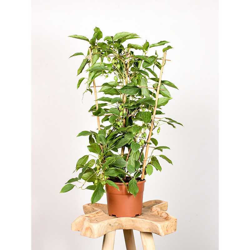 Aktinidia | Mini kiwi