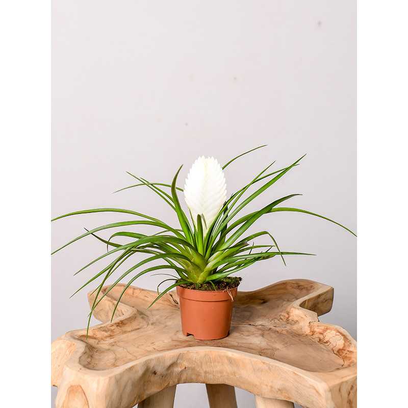 Tillandsia cyanea 'Biancini'