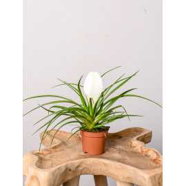 Tillandsia cyanea 'Biancini'