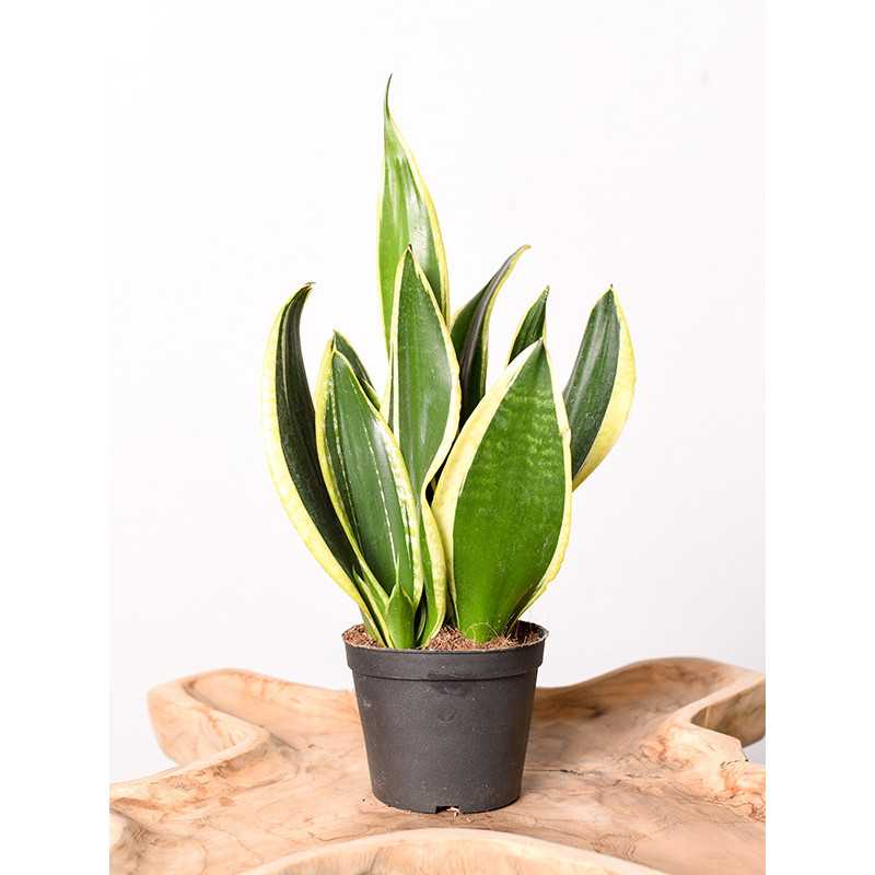 Sansewieria 'Black Superba'