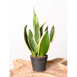 Sansewieria 'Black Superba'