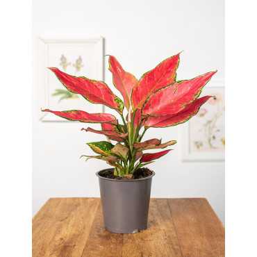 Aglonema 'Cherry Love'