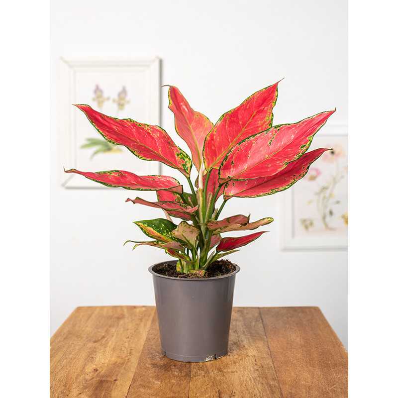 Aglonema 'Cherry Love'