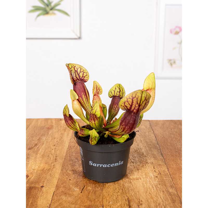 Kapturnica 'Draculata'