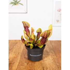 Kapturnica 'Draculata'