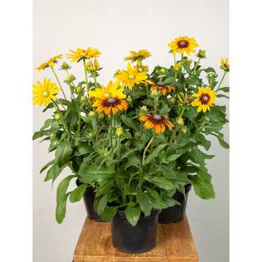 Rudbekia MIX