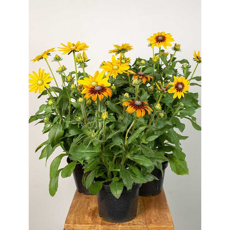 Rudbekia MIX