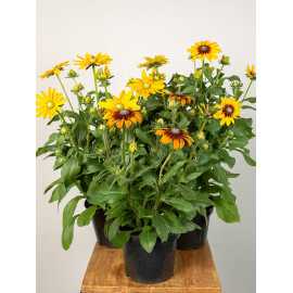 Rudbekia MIX
