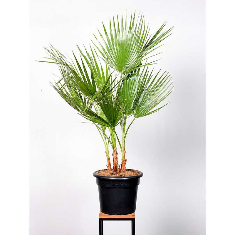Palma Waszyngtonia