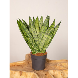 Sansewieria zeylanica Fan