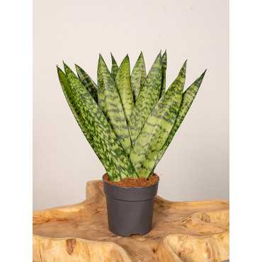 Sansewieria zeylanica Fan