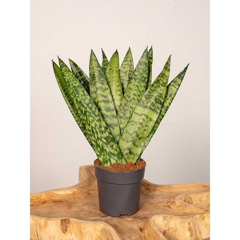 Sansewieria zeylanica Fan