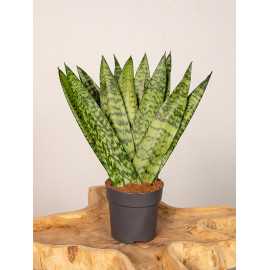 Sansewieria zeylanica Fan