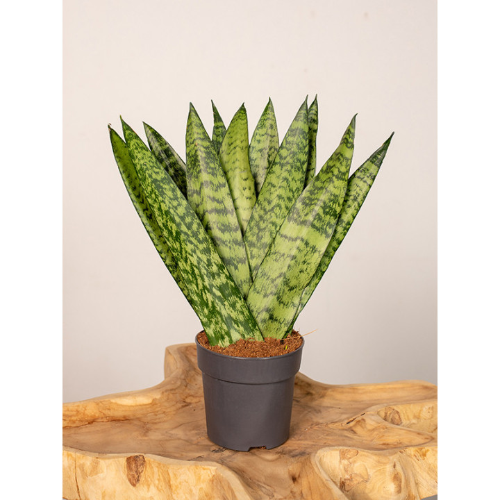 Sansewieria zeylanica Fan