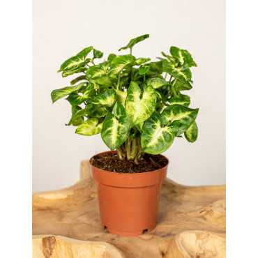 Syngonium 'Pixie'