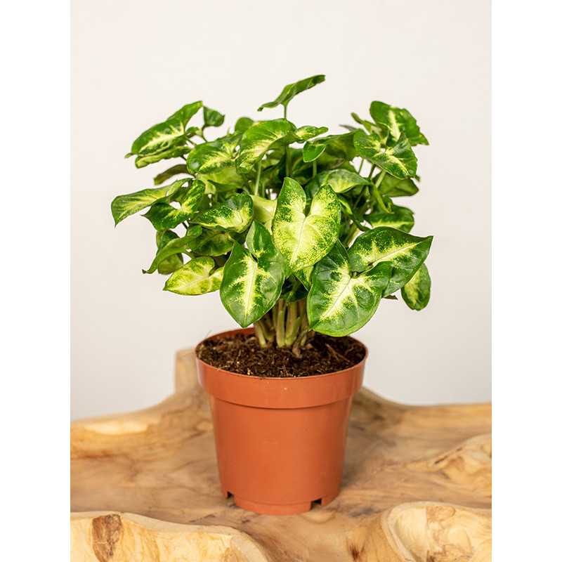 Syngonium 'Pixie'