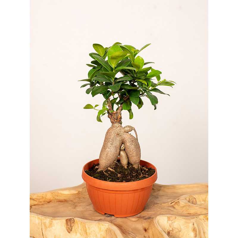 Fikus Bonsai w misie