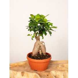 Fikus Bonsai w misie