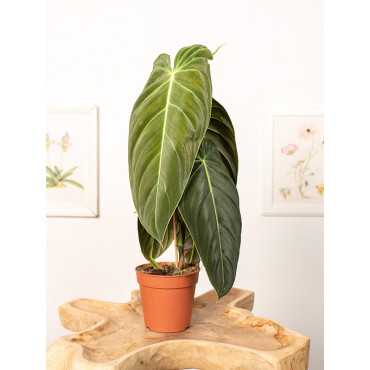 Filodendron melanochrysum