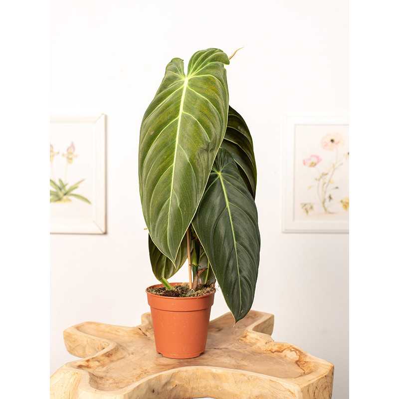 Filodendron melanochrysum