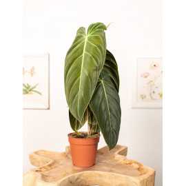 Filodendron melanochrysum