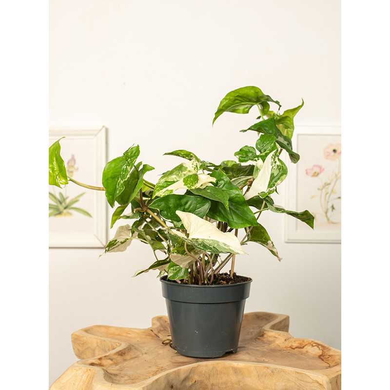 Syngonium 'Variegata'