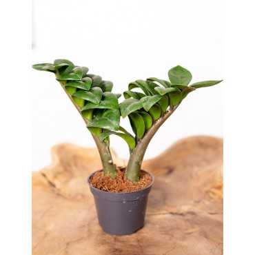 Zamiokulkas 'Zenzi' | Mały