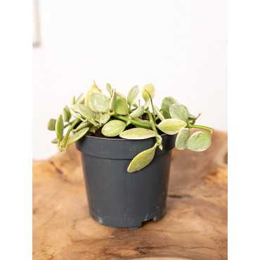 Dischidia 'White Diamond'