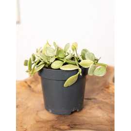 Dischidia 'White Diamond'