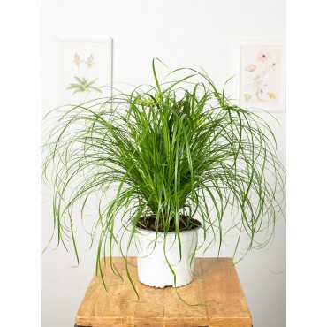 Trawa dla kota | Duża