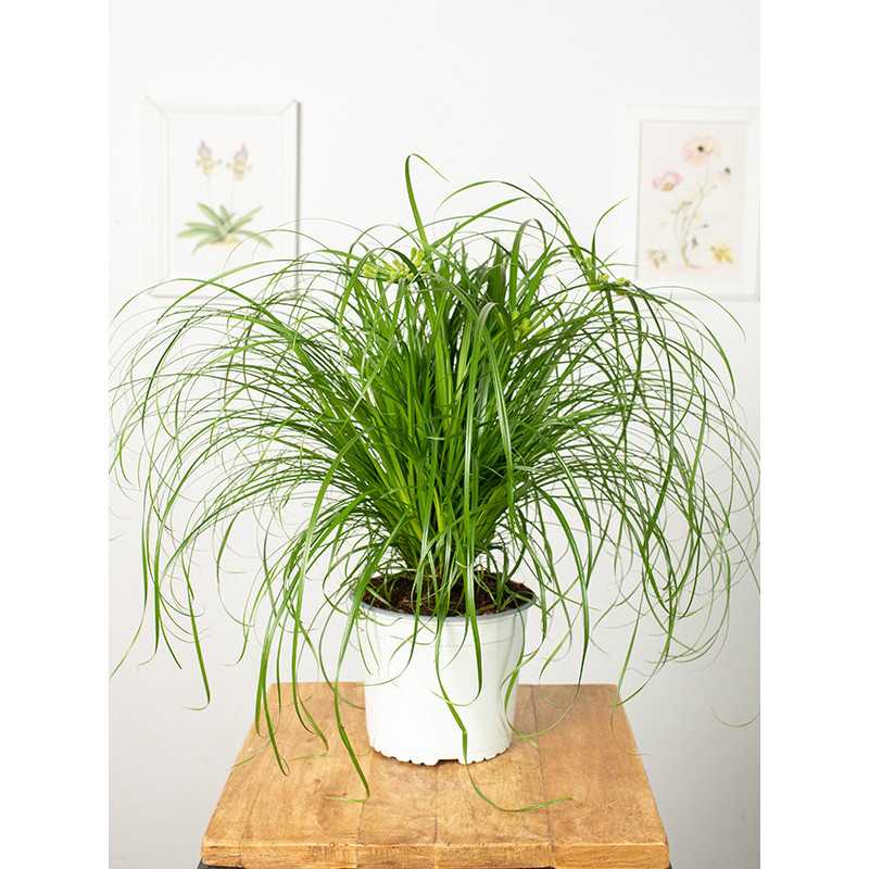 Trawa dla kota | Duża