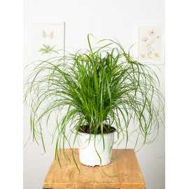 Trawa dla kota | Duża