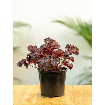 Żurawka drobnokwiatowa