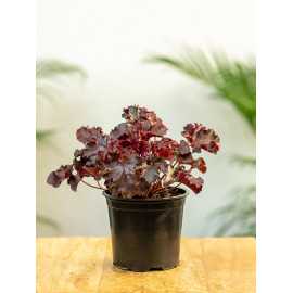 Żurawka drobnokwiatowa