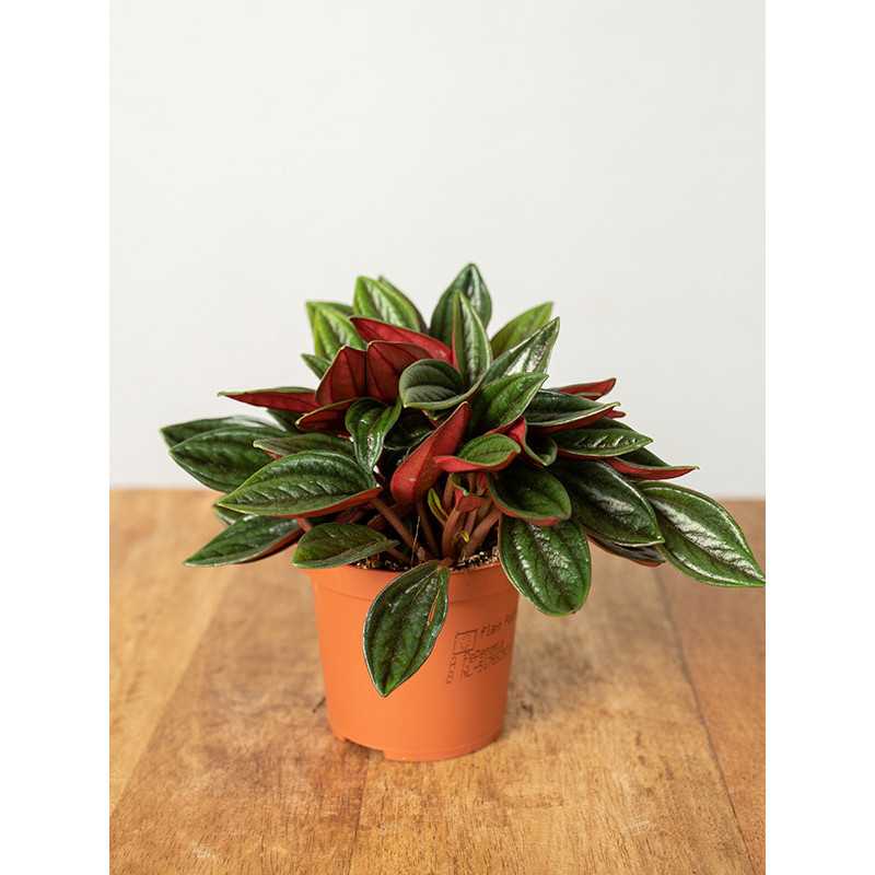 Peperomia 'Rosso' | Mała