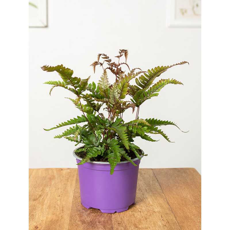 Paproć Orliczka 'Tricolor'