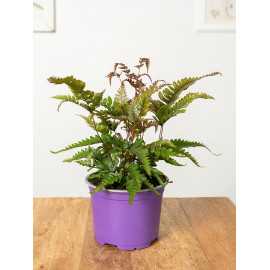 Paproć Orliczka 'Tricolor'