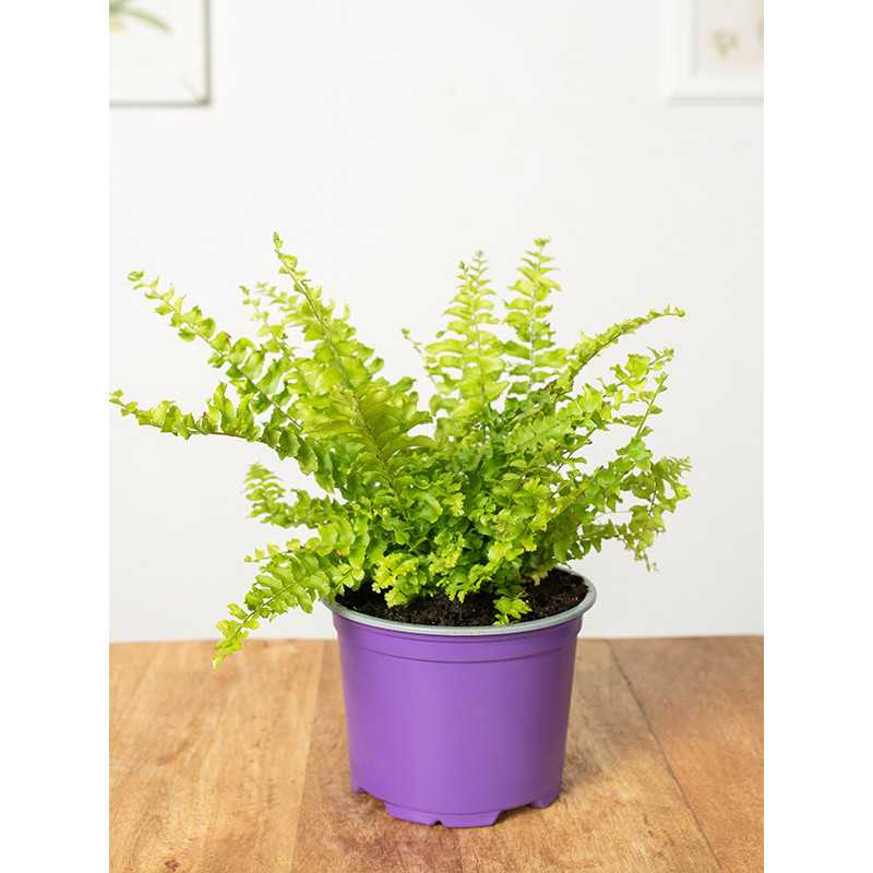 Nefrolepis 'Teddy Junior'