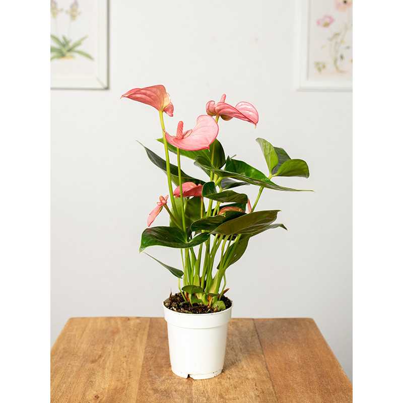 Anturium 'Pink Champion' Anturium 'Pink Champion'