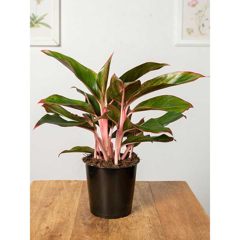 Aglaonema 'Jungle Red' | Mała