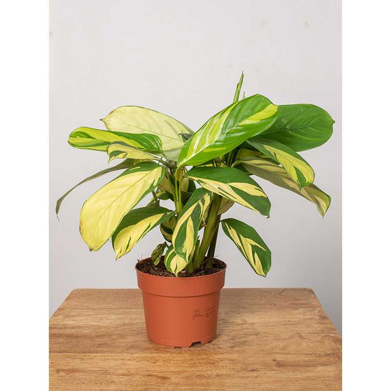 Ctenanthe 'Golden Mosaic' | Małe