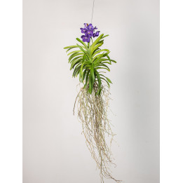 Storczyk 'Vanda' | Tomaszewski