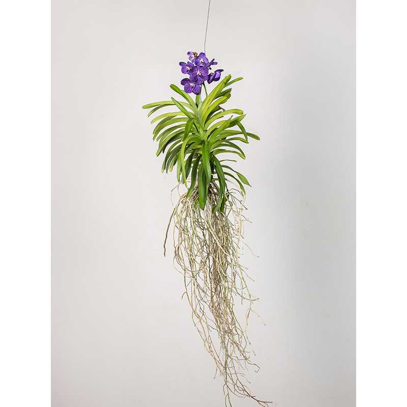 Storczyk 'Vanda'
