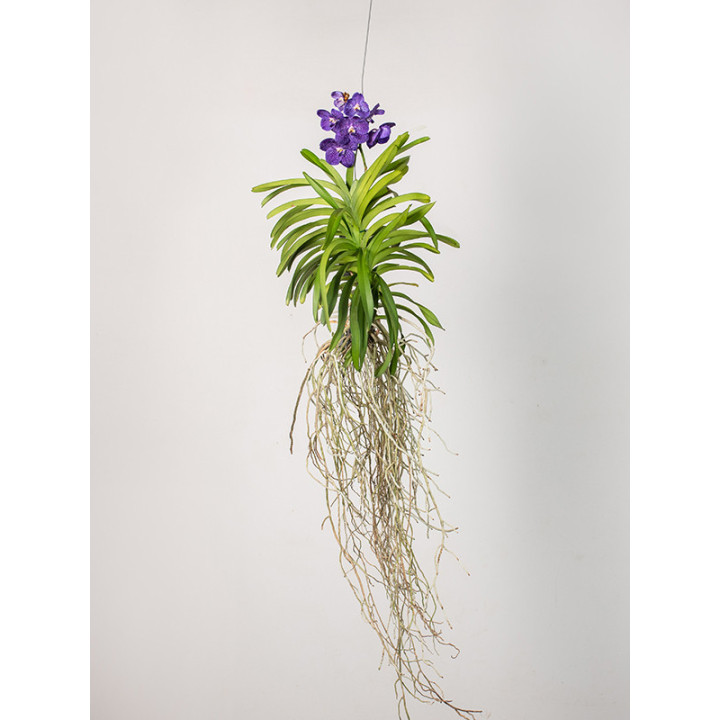 Storczyk 'Vanda' | Tomaszewski