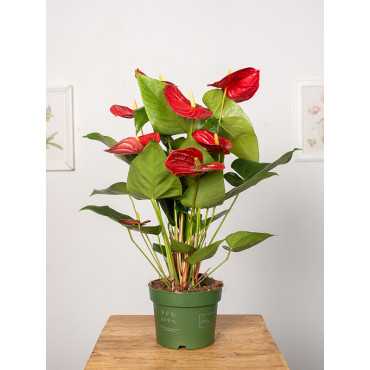 Anturium 'Royal Red'