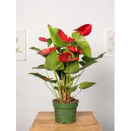 Anturium 'Royal Red'