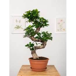 Fikus Bonsai Spiral | Tomaszewski